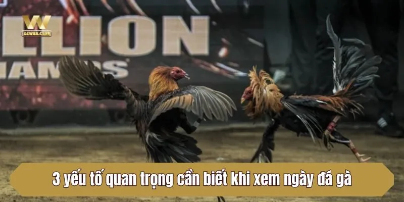 3 yếu tố quan trọng cần biết khi xem ngày đá gà