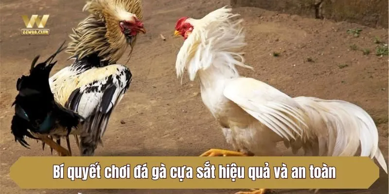 Bí quyết chơi đá gà cựa sắt hiệu quả và an toàn