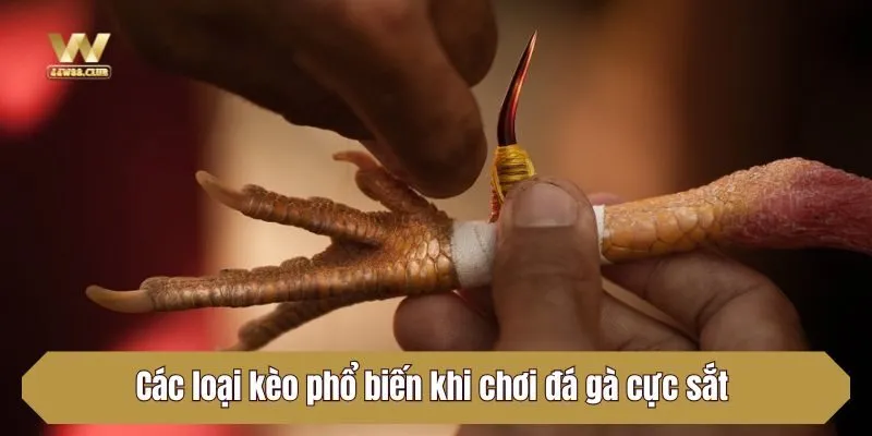 Các loại kèo phổ biến khi chơi đá gà cực sắt 