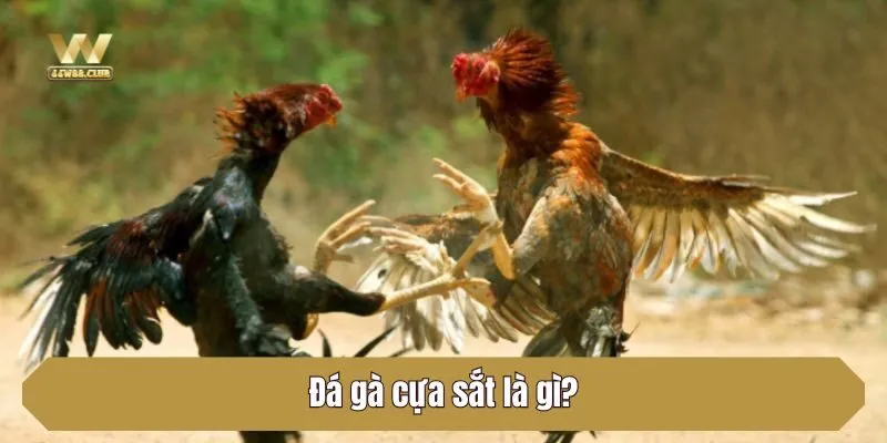 Đá gà cựa sắt là gì?