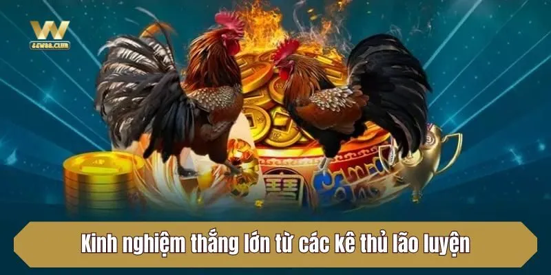 Kinh nghiệm thắng lớn từ các kê thủ lão luyện