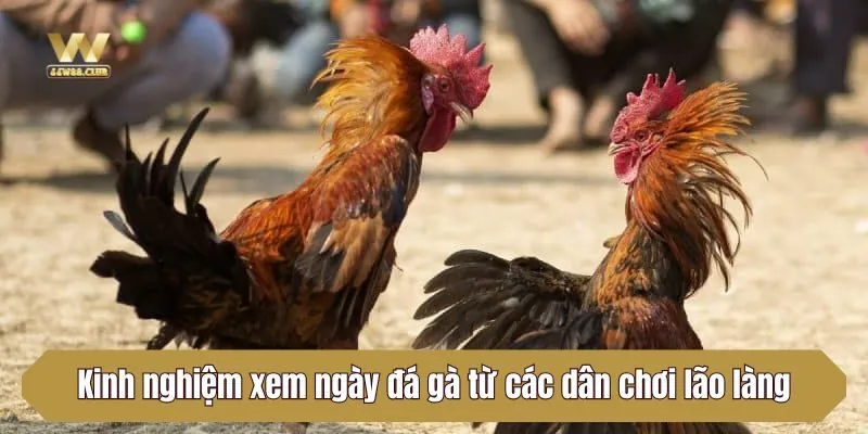 Kinh nghiệm xem ngày đá gà từ các dân chơi lão làng